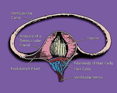 sopula|cupula anatomy.